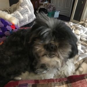 Meet your Posher, Annie